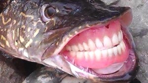 poisson dentier